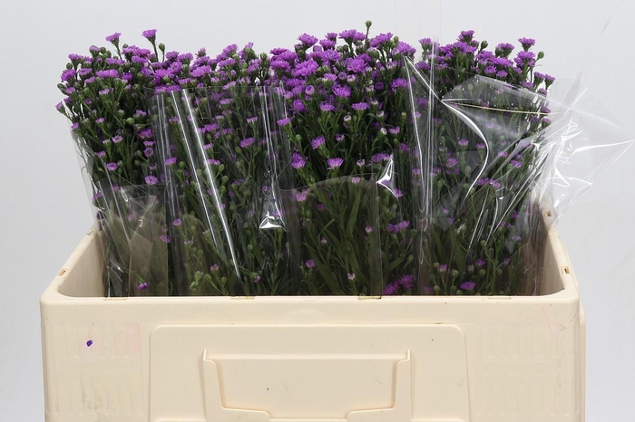 Aster Baby Pink