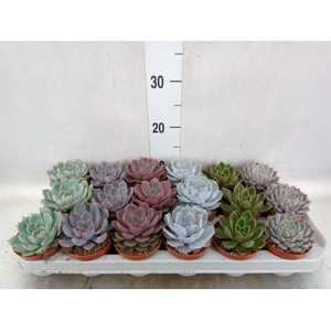 Echeveria   ...mix