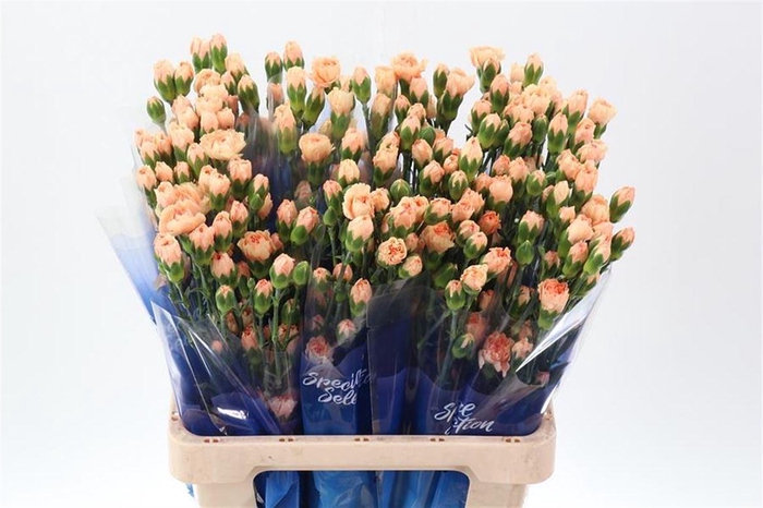 <h4>Di Tr Roxanne</h4>