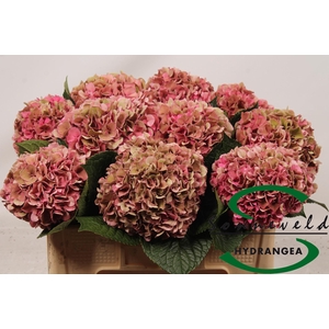 Hydrangea glowing alps pink