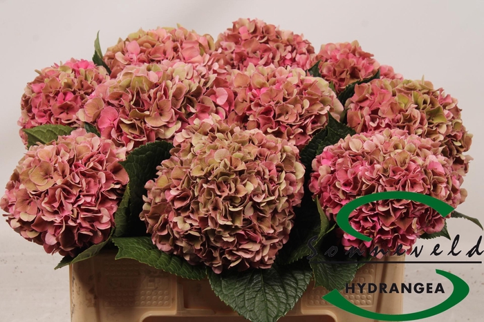 <h4>Hydrangea glowing alps pink</h4>