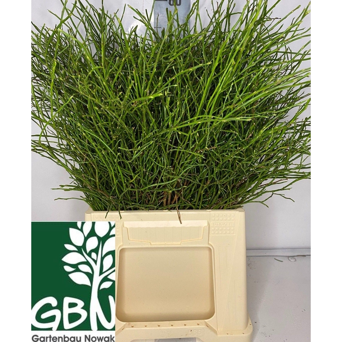 <h4>VACC MYRTILLUS BS</h4>