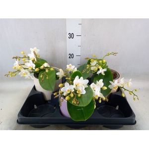 Phalaenopsis multi. 'Ant Nazare'