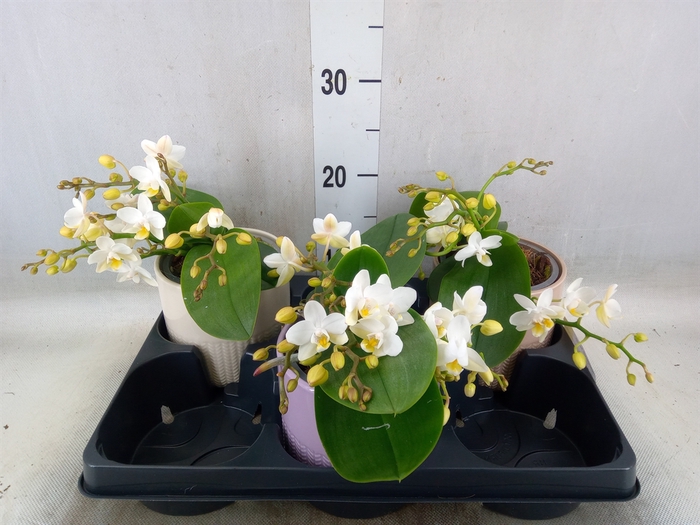<h4>Phalaenopsis multi. 'Ant Nazare'</h4>