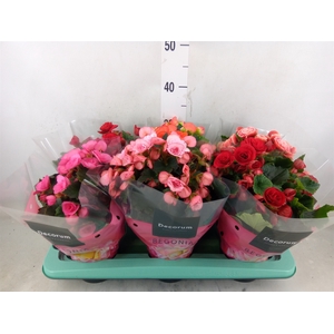Begonia elat. DU   ...mix