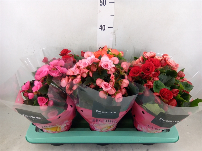 <h4>Begonia elat. DU   ...mix</h4>