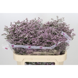 Limonium ov Safora Oshi Pink