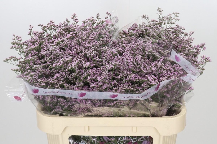 <h4>Limonium ov Safora Oshi Pink</h4>