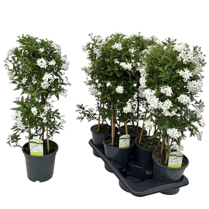SOLANUM JASMINOIDES