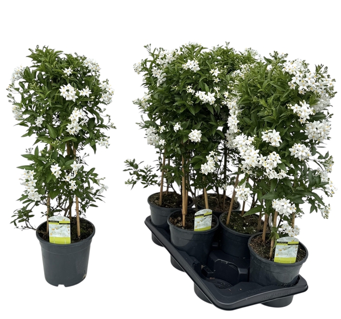 <h4>SOLANUM JASMINOIDES</h4>