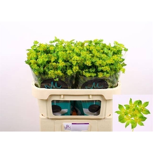 BUPLEURUM GRIFFITHII