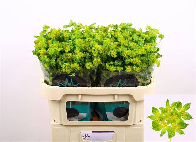 <h4>BUPLEURUM GRIFFITHII</h4>