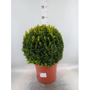 Buxus semp.   ...