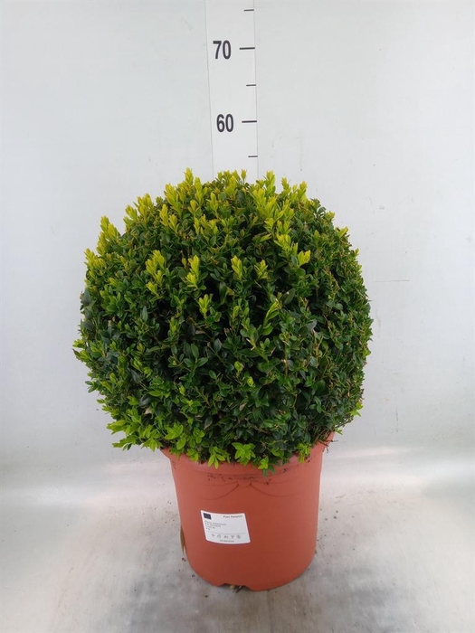 <h4>Buxus semp. ...</h4>