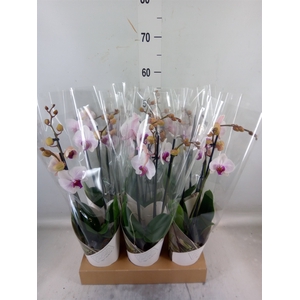 Phalaenopsis  'Ant Denver'
