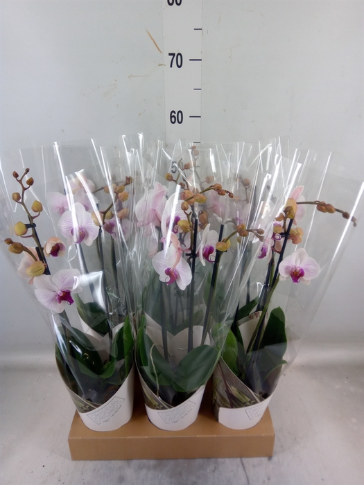 <h4>Phalaenopsis  'Ant Denver'</h4>