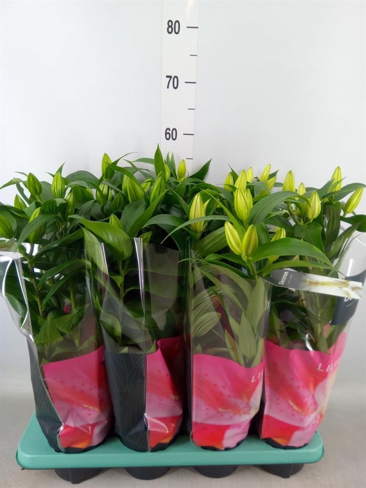 <h4>Lilium ori.   ...mix</h4>