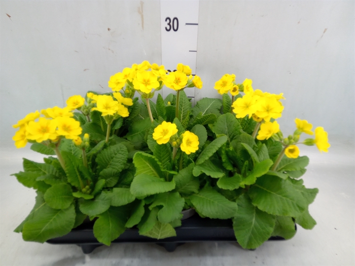 <h4>Primula veris</h4>