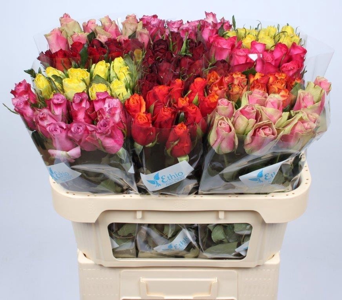 <h4>R GR GEM IN FUST</h4>