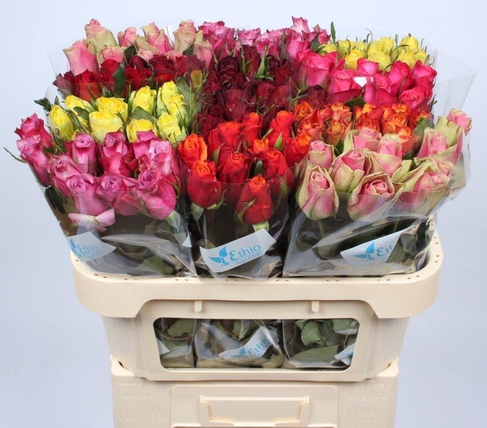 <h4>R GR GEM IN FUST</h4>