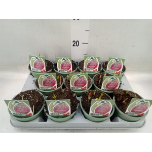 Fritillaria meleagris