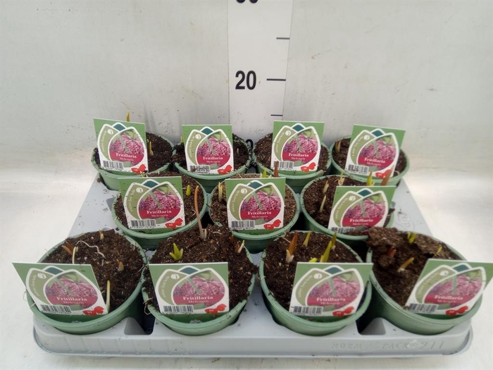 <h4>Fritillaria meleagris</h4>