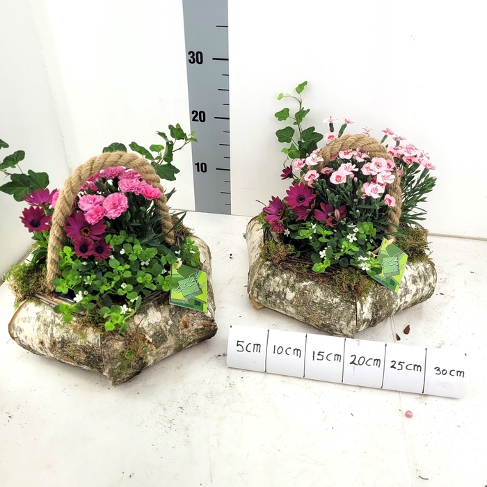 <h4>ARR TUINPLANTEN</h4>