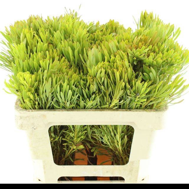 <h4>LEUCAD PLATYSPERMUM</h4>