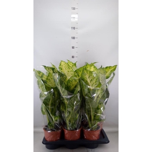 Dieffenbachia  'Mars'