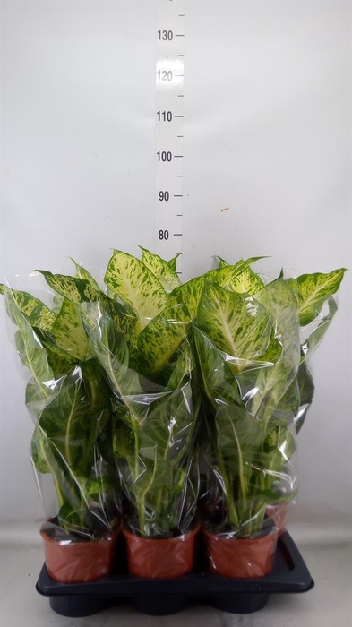 <h4>Dieffenbachia  'Mars'</h4>