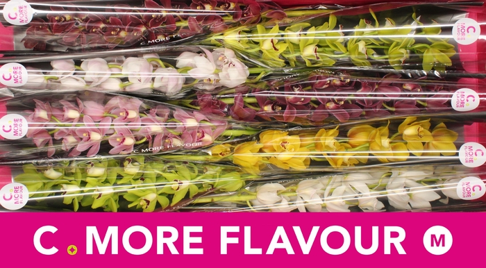 <h4>Mini cymbidium 'Mix' 70 cm</h4>