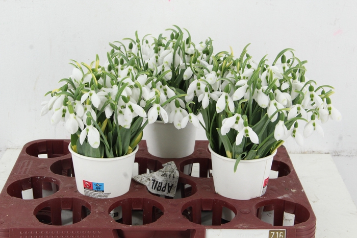 GALANTHUS NIVALIS