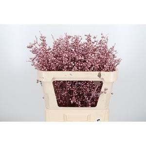 Ilex Kl Bh Rose Goud