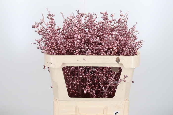 <h4>Ilex Kl Bh Rose Goud</h4>