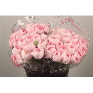 Ran.. Su Lady Hanoi Extra