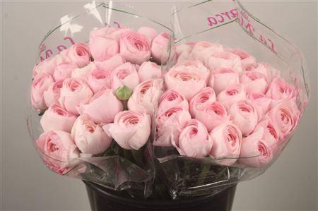 <h4>Ran.. Su Lady Hanoi Extra</h4>