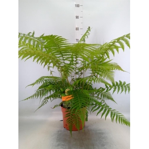 Dicksonia antarctica