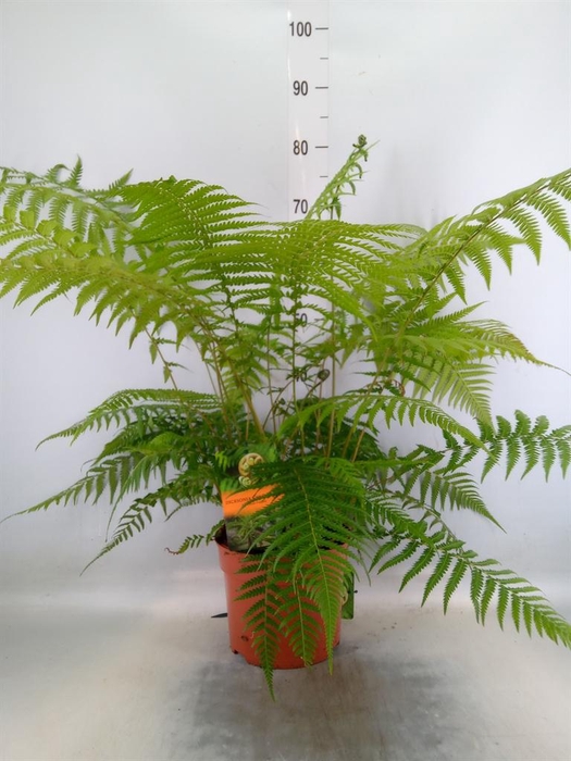 <h4>Dicksonia antarctica</h4>