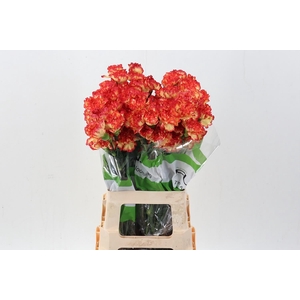 Dianthus ST 'Zenit'