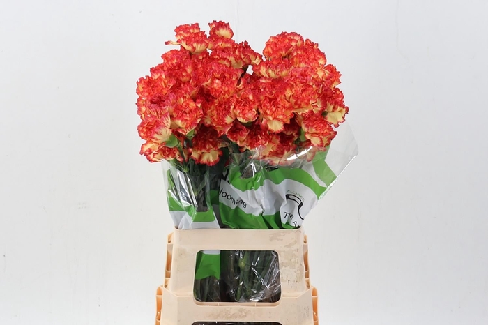 <h4>Dianthus ST 'Zenit'</h4>