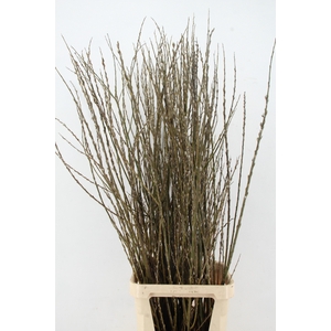 SALIX WILGENKATJES VERTAKT PER STEM  150CM