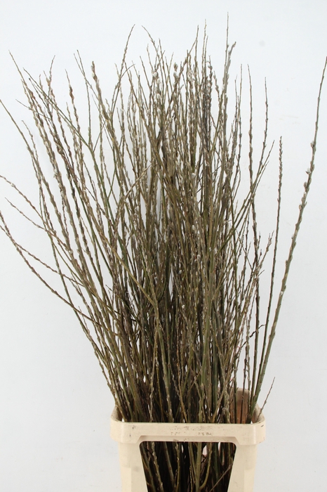 <h4>SALIX WILGENKATJES VERTAKT PER STEM  150CM</h4>