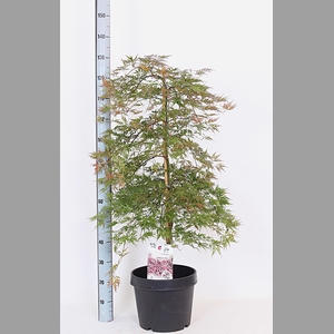 ACER OV