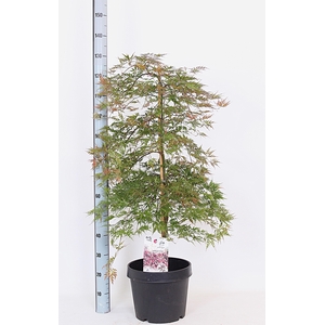 ACER OV