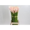 Zantedeschia Eydolls Salmon