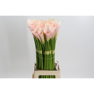 Zantedeschia Eydolls Salmon