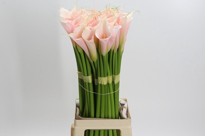 Zantedeschia Eydolls Salmon