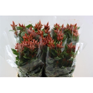 Celosia Celway Salmon