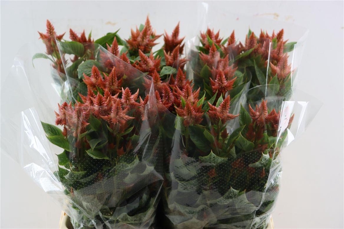 <h4>Celosia Celway Salmon</h4>