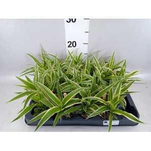 Chlorophytum com. 'Ocean'